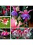 100'lü Karışık Renk Fuchsia Çiçeği Tohumu + 10'lu Kırmızı Gül Çiçek Tohumu 1