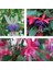 100'lü Karışık Renk Fuchsia Çiçeği Tohumu + 10'lu Hollanda Gülü Çiçek Tohumu 1