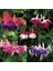 10'lu Karışık Renk Fuchsia Çiçeği Tohumu + 10'lu Hollanda Gülü Çiçek Tohumu 1