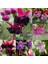 10'lu Karışık Renk Fuchsia Çiçeği Tohumu + 10'lu Kırmızı Orkide Çiçek Tohumu 1