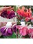 25'li Karışık Renk Fuchsia Çiçeği Tohumu + 10'lu Kırmızı Orkide Çiçek Tohumu 1
