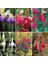 100'lü Karışık Renk Fuchsia Çiçeği Tohumu + 10'lu Hollanda Gülü Çiçek Tohumu 1