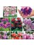 10'lu Karışık Renk Fuchsia Çiçeği Tohumu + 10'lu Kırmızı Papatya Çiçek Tohumu 1