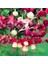 10'lu Karışık Renk Fuchsia Çiçeği Tohumu + 10'lu Kırmızı Papatya Çiçek Tohumu 1