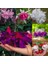 100'lü Karışık Renk Fuchsia Çiçeği Tohumu + 10'lu Hollanda Gülü Çiçek Tohumu 1