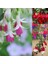 100'lü Karışık Renk Fuchsia Çiçeği Tohumu + 10'lu Kırmızı Orkide Çiçek Tohumu 1