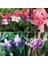 10'lu Karışık Renk Fuchsia Çiçeği Tohumu + 10'lu Kırmızı Lale Çiçek Tohumu 1