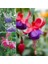 10'lu Karışık Renk Fuchsia Çiçeği Tohumu + 10'lu Kırmızı Orkide Çiçek Tohumu 1