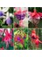 10'lu Karışık Renk Fuchsia Çiçeği Tohumu + 10'lu Kırmızı Papatya Çiçek Tohumu 1