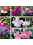 10'lu Karışık Renk Fuchsia Çiçeği Tohumu + 10'lu Kırmızı Gül Çiçek Tohumu 1