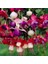 100'lü Karışık Renk Fuchsia Çiçeği Tohumu + 10'lu Kırmızı Gül Çiçek Tohumu 1