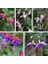 100'lü Karışık Renk Fuchsia Çiçeği Tohumu + 10'lu Kırmızı Lale Çiçek Tohumu 1
