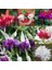 100'lü Karışık Renk Fuchsia Çiçeği Tohumu + 10'lu Kırmızı Gül Çiçek Tohumu 1