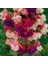 100'lü Karışık Renk Fuchsia Çiçeği Tohumu + 10'lu Kırmızı Lale Çiçek Tohumu 1