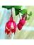 50'li Karışık Renk Fuchsia Çiçeği Tohumu + 10'lu Kırmızı Lale Çiçek Tohumu 1