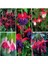 100'lü Karışık Renk Fuchsia Çiçeği Tohumu + 10'lu Kırmızı Orkide Çiçek Tohumu 1