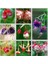 100'lü Karışık Renk Fuchsia Çiçeği Tohumu + 10'lu Kırmızı Lale Çiçek Tohumu 1