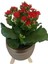 Kırmızı Kalanşo Gold Damla Saksıda Kalanchoe 2