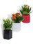 Kalanchoe 3'lü Set Dekoratif Saksıda 1