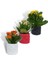 Kalanchoe 3'lü Set Dekoratif Saksıda 2