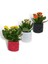 Kalanchoe 3'lü Set Dekoratif Saksıda 3