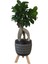 Ficus Ginseng Bonsai | Siyah Damla Saksıda 1