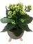 Beyaz Kalanşo Gold Damla Saksıda Kalanchoe 2