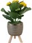 Sarı Kalanşo Gold Damla Saksıda Kalanchoe 1