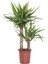 Yuka Yucca 2 Kök 1