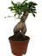 Ficus Ginseng Bonsai 1