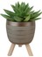 Echeveria Agavoides Gold Damla Saksıda 1