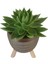 Echeveria Agavoides Gold Damla Saksıda 2