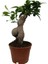 Ficus Ginseng Bonsai 2