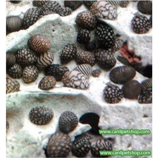 Canlipetshop Nerite Salyangoz Minyatür Theodoxus Anatolicus Fiyatı