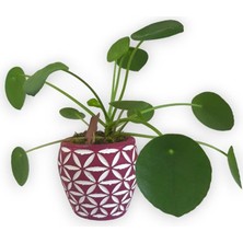 Karla Botanik Çin Para Bitkisi Mini Pilea Pembe Desenli Saksıda