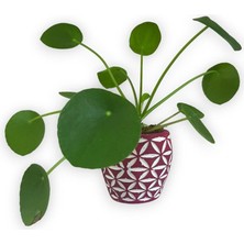 Karla Botanik Çin Para Bitkisi Mini Pilea Pembe Desenli Saksıda