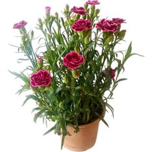 Mor Karanfil Çiçeği