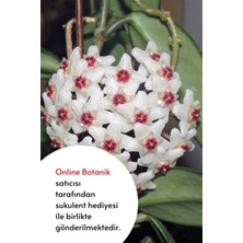 Karla Botanik Mum Çiçeği