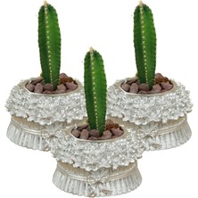 Stein Kohle Dekoratif Saksı Minik Kaktüs Saksısı Çiçekli Fiyonklu Model