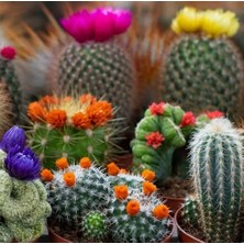 Day 25'li Karışık Kaktüs Çiçeği Tohumu + 10'lu Kırmızı Gül Çiçek Tohumu