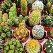 Day 10'lu Karışık Kaktüs Çiçeği Tohumu + 10'lu Kırmızı Gül Çiçek Tohumu