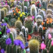 Day 10'lu Karışık Kaktüs Çiçeği Tohumu + 10'lu Kırmızı Gül Çiçek Tohumu