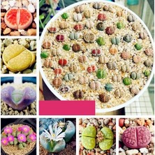 Day 25'li Karışık Kaktüs Çiçeği Tohumu + 10'lu Kırmızı Gül Çiçek Tohumu