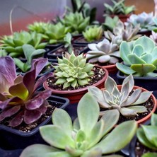 Day 50'li Karışık Kaktüs Çiçeği Tohumu + 10'lu Kırmızı Gül Çiçek Tohumu