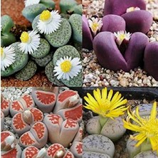 Day 10'lu Karışık Kaktüs Çiçeği Tohumu + 10'lu Kırmızı Gül Çiçek Tohumu
