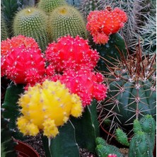 Day 100'lü Mix Barrel Cactus Tohumu + 10'lu Kırmızı Gül Çiçek Tohumu