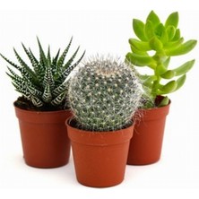 Day 100'lü Karışık Kaktüs Çiçeği Tohumu + 10'lu Hollanda Gülü Çiçek Tohumu