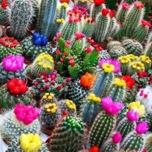 Day 25'li Karışık Kaktüs Çiçeği Tohumu + 10'lu Hollanda Gülü Çiçek Tohumu