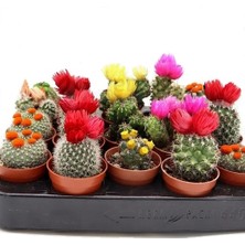 Day 10'lu Karışık Kaktüs Çiçeği Tohumu + 10'lu Hollanda Gülü Çiçek Tohumu