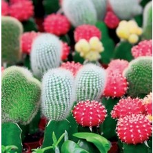 Day 25'li Karışık Kaktüs Çiçeği Tohumu + 10'lu Hollanda Gülü Çiçek Tohumu